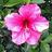 hibiscus_mist